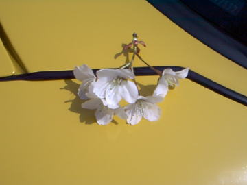 桜とスピードイエロー