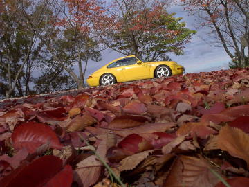 万葉岬 紅葉落ち葉の絨毯